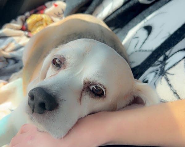 I Love My Dog